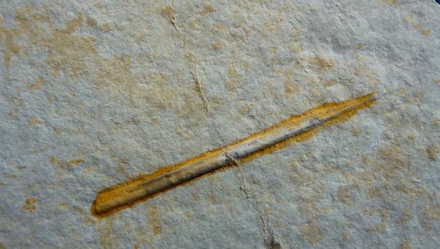 Palaeololigo albersdoerferi Bild ©